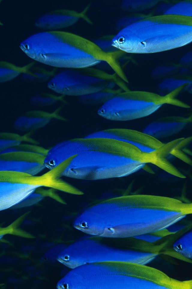Стая синих рыб