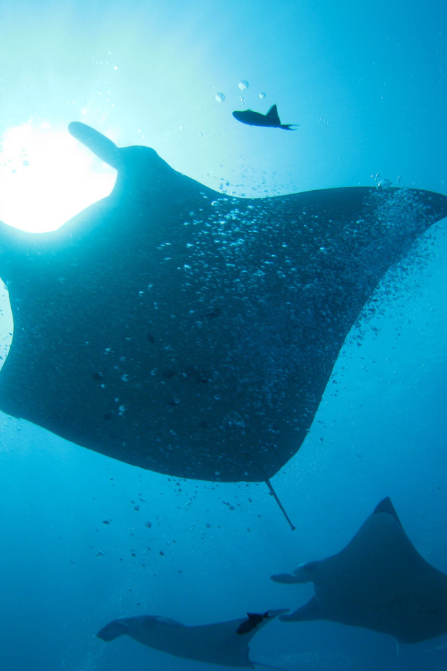 Стая морских скатов