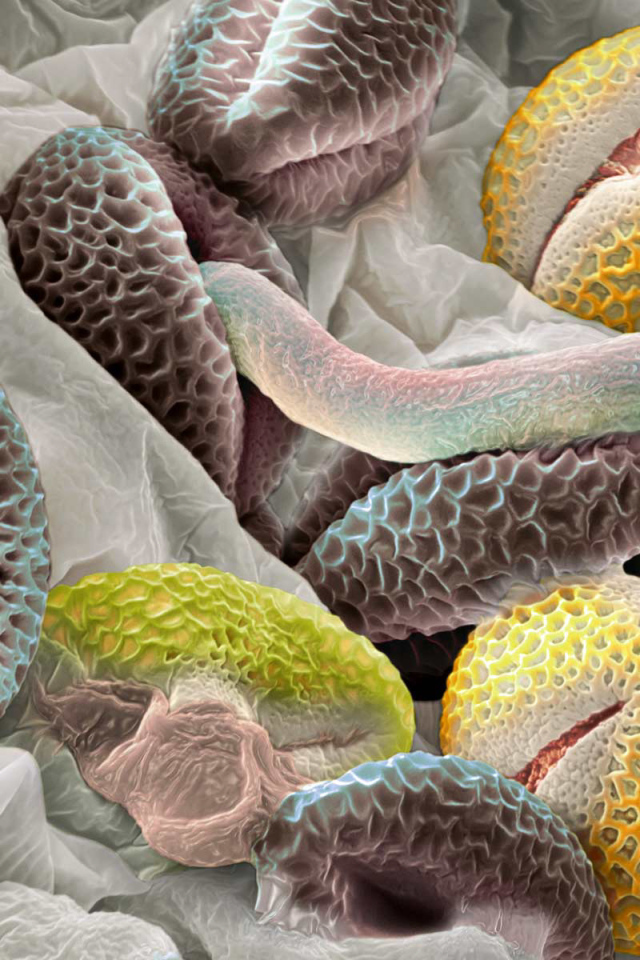 Красочная подводная жизнь