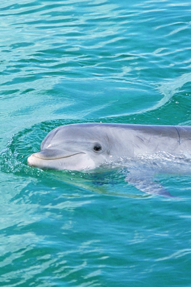 Дельфин смотрит из воды