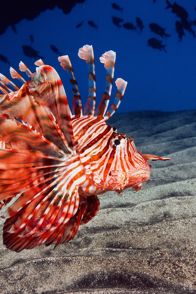 Рыба дракон