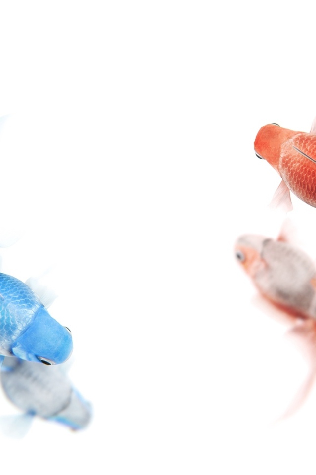 Золотая и синяя рыбы