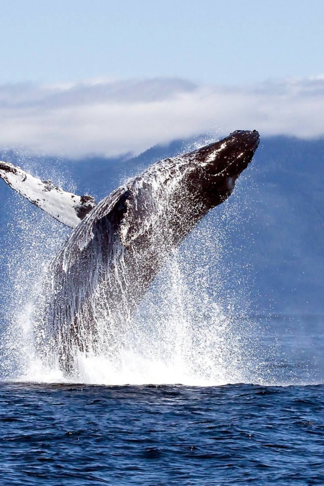 Прыжок кита из воды