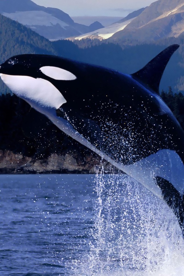 Косатка выпрыгнула из воды