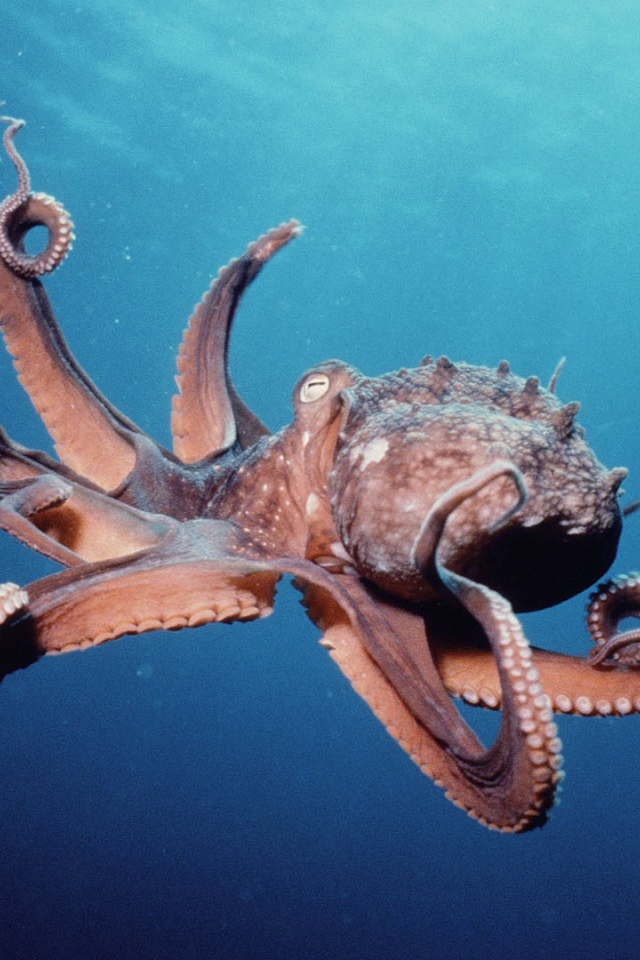 Осьминог в океане