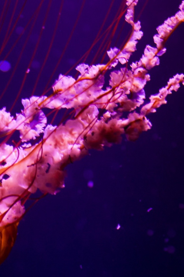 Оранжевая медуза