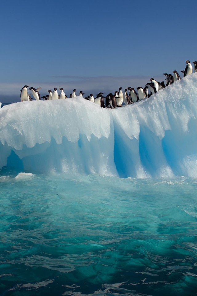 Пингвины на льдине