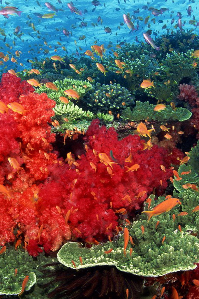 Красные кораллы