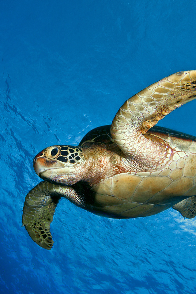 Морская черепаха