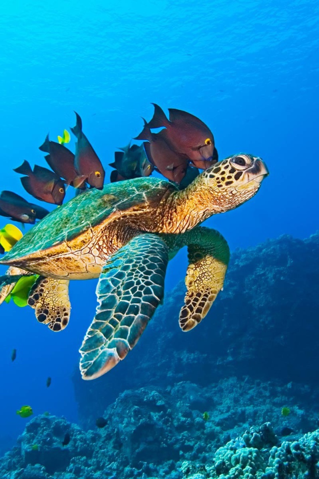 Морская черепаха и рыбы