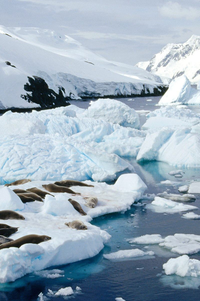 Тюлени лежат на льдине