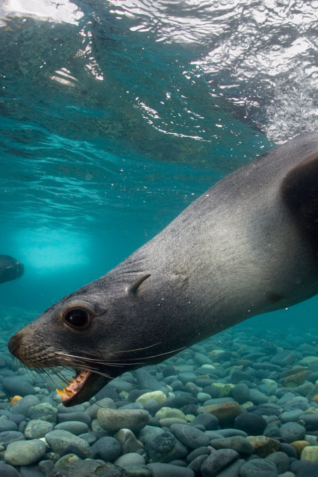 Тюлени под водой
