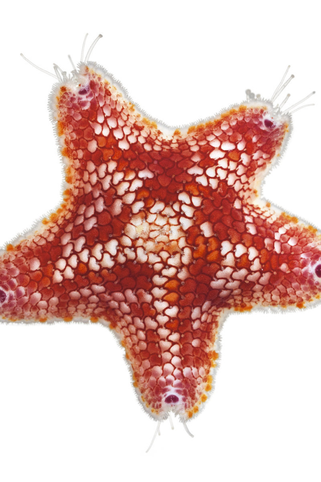 Морская звезда