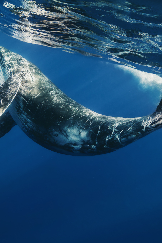 Детеныш кита под водой