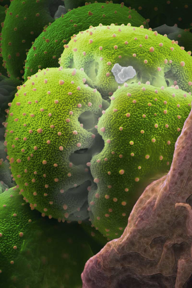 Природа подводного мира