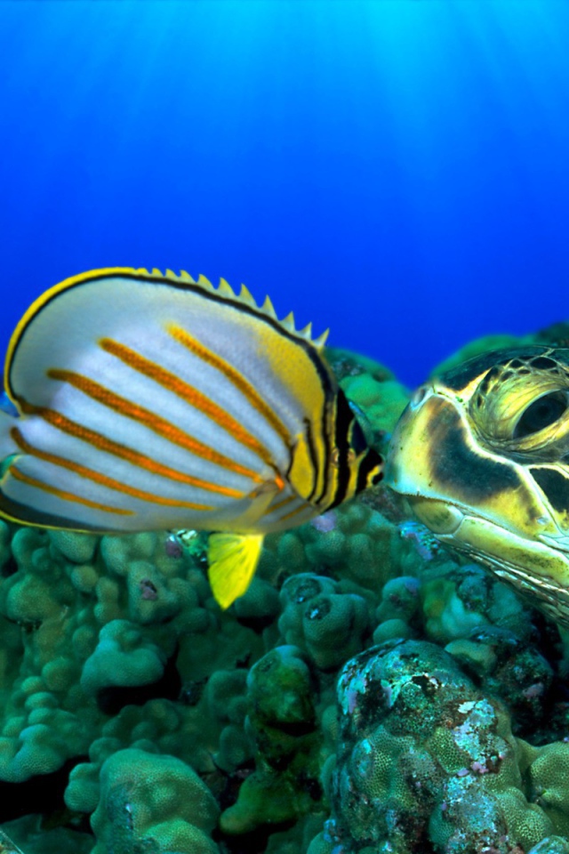 Черепаха и рыба