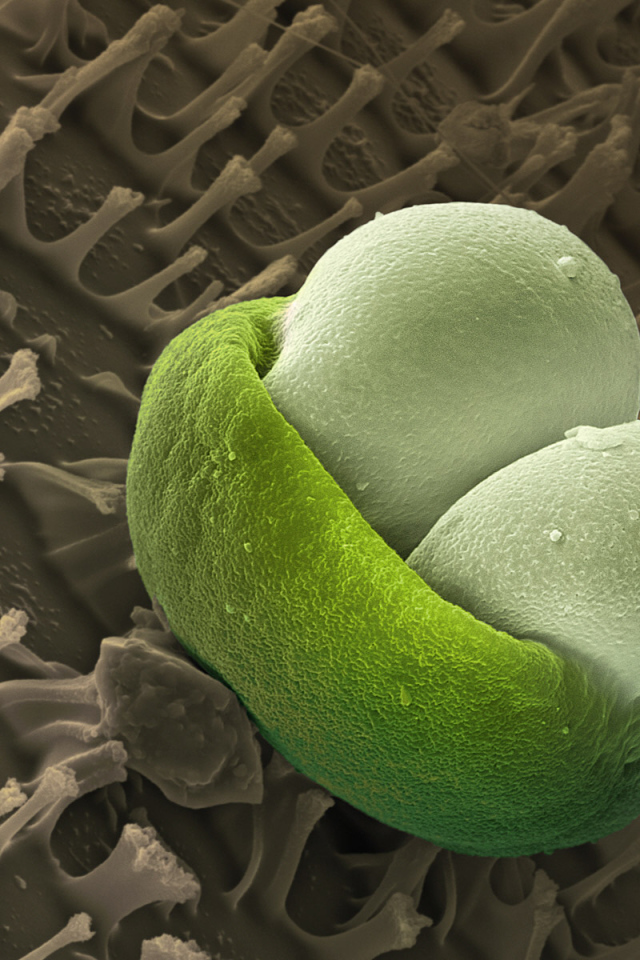 Подводная жизнь