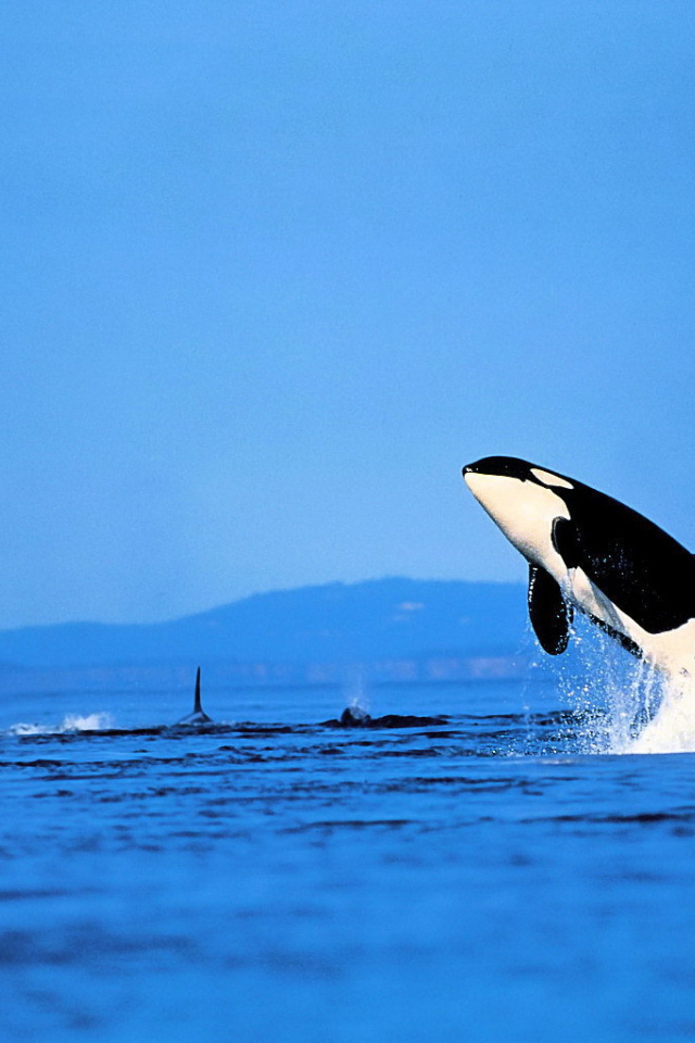 Касатка выпрыгнула из воды