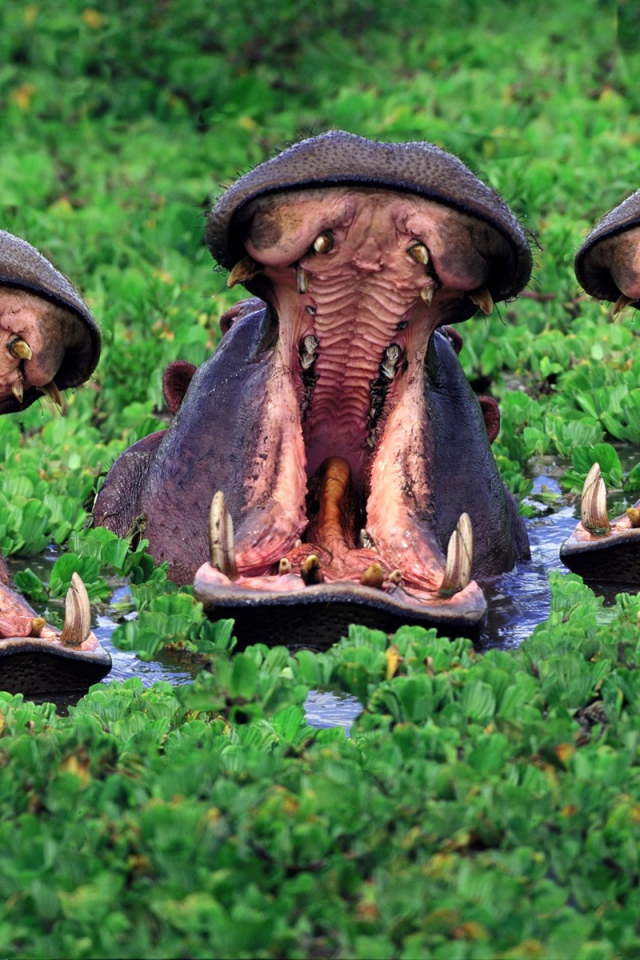 Бегемоты открыли пасть