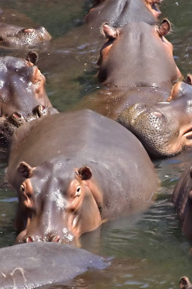 Стадо бегемотов в воде