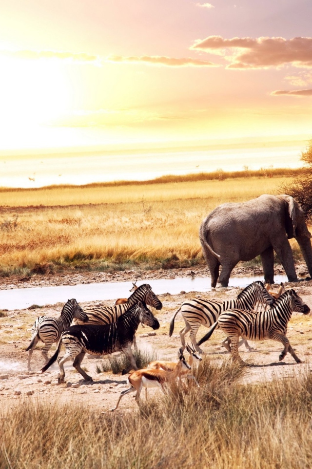 Африканские животные у водопоя