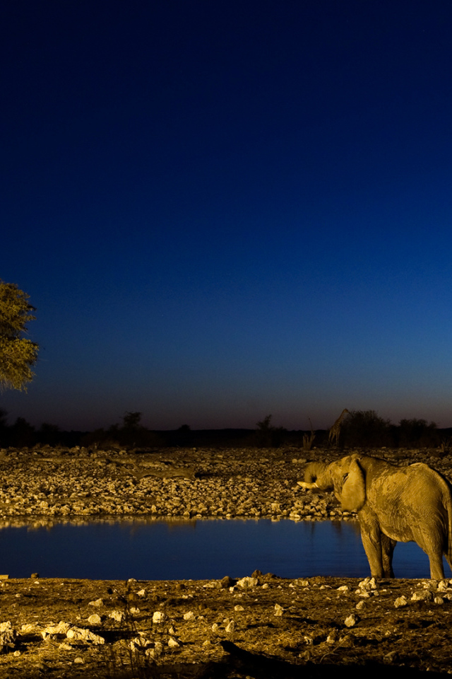 Африканские животные на водопое