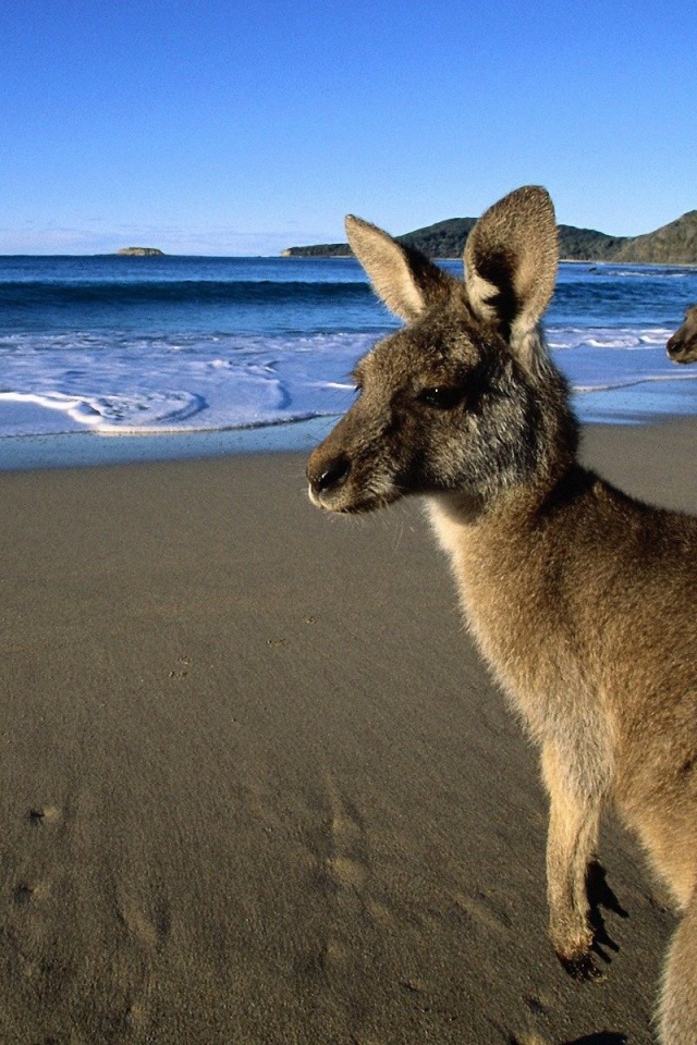 Кенгуру пришли на пляж
