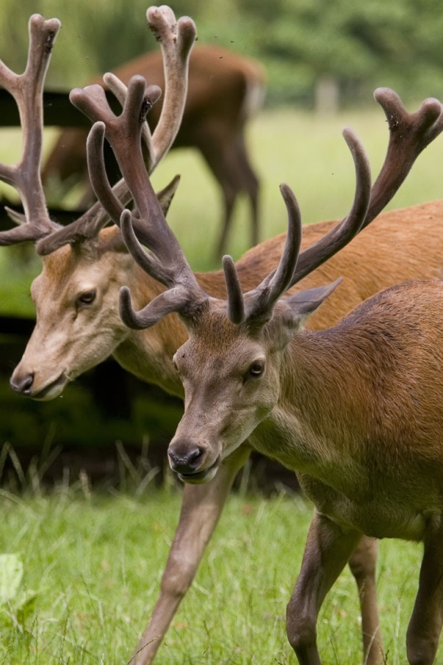 Пара оленей на природе
