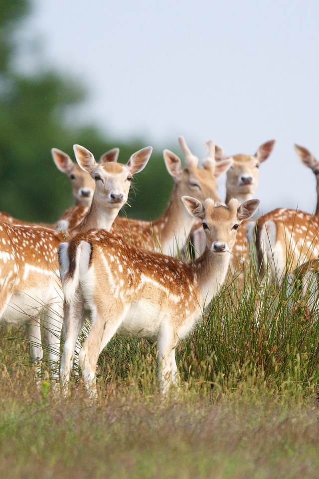 Стадо пятнистых оленей на поле