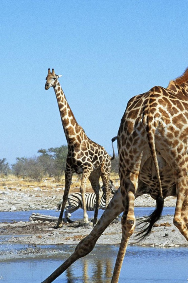 Животные Намибии