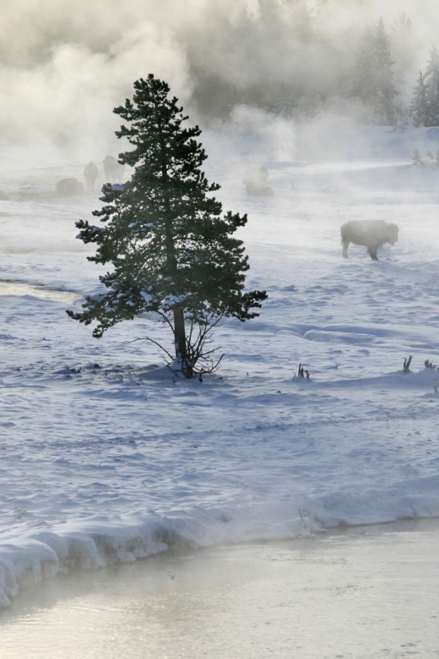 Бизоны пасутся на снегу