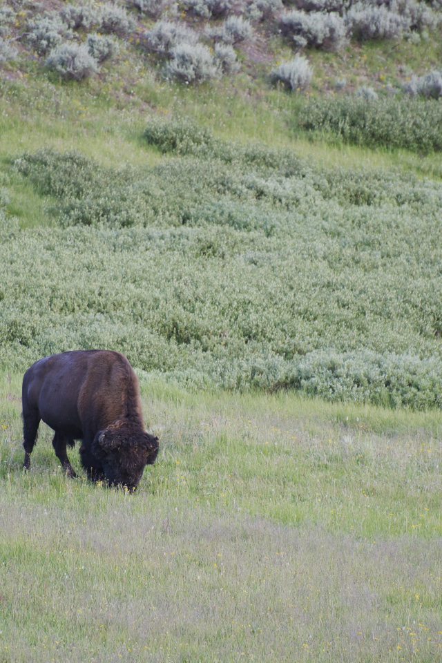 Бизон в дикой природе