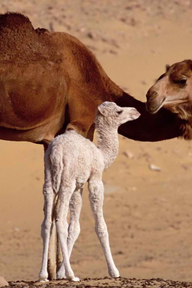Верблюд с верблюжонком