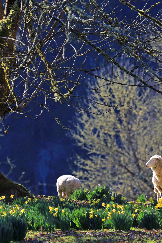 Нарциссы и ягнята
