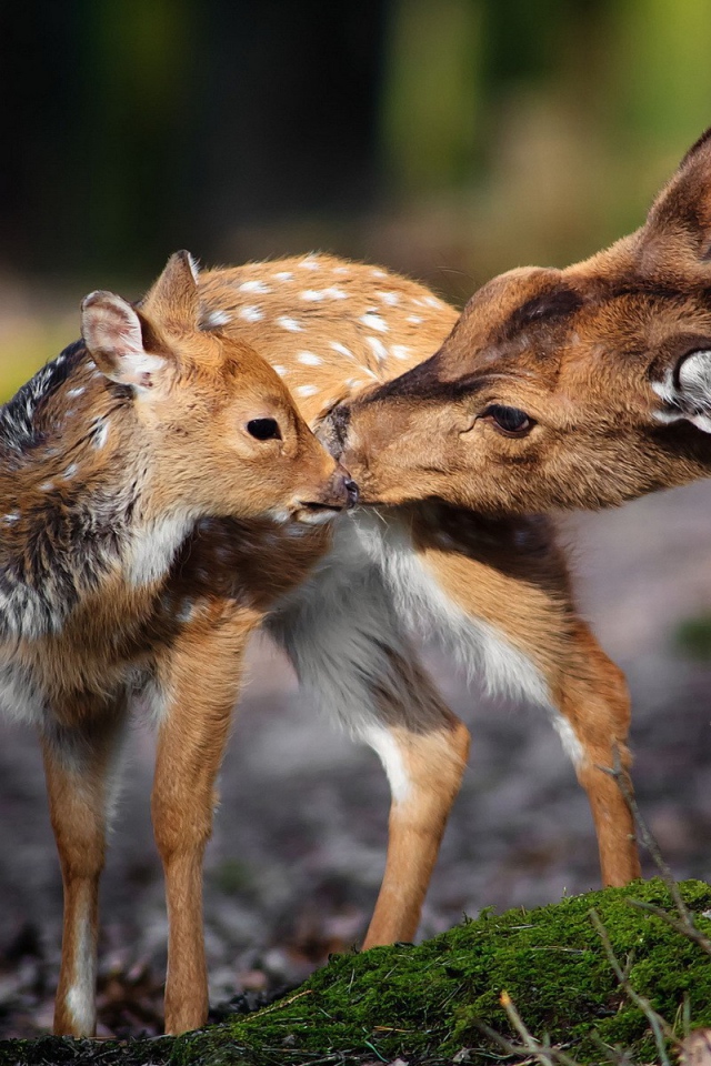 Олениха и ее ребенок