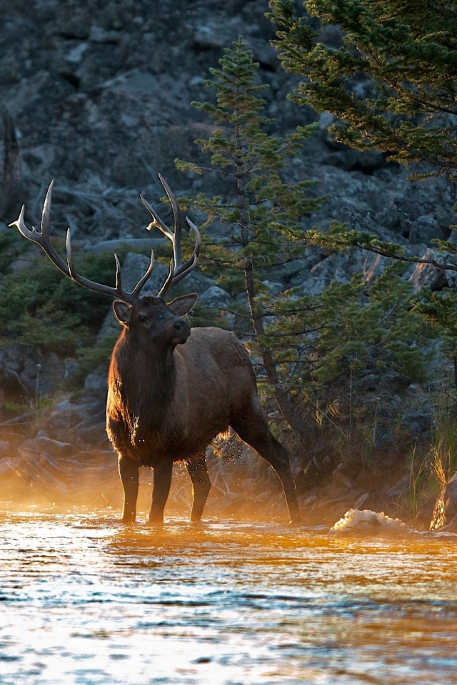 Олень на утренней заре