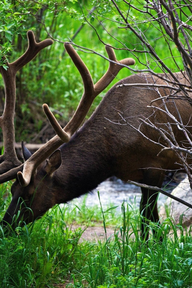 Олень ест траву