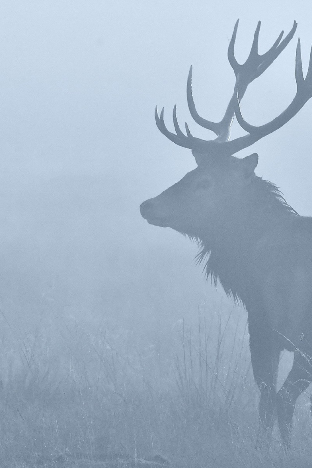 Олень в утреннем тумане