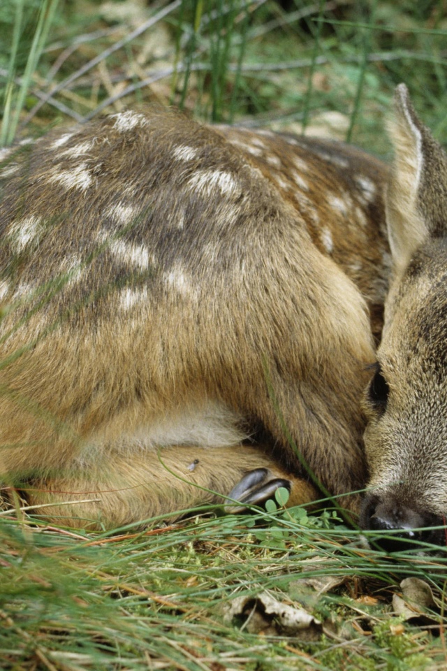 Олененок лежит в траве