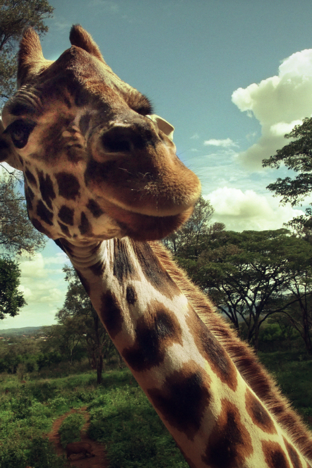 Жираф позирует