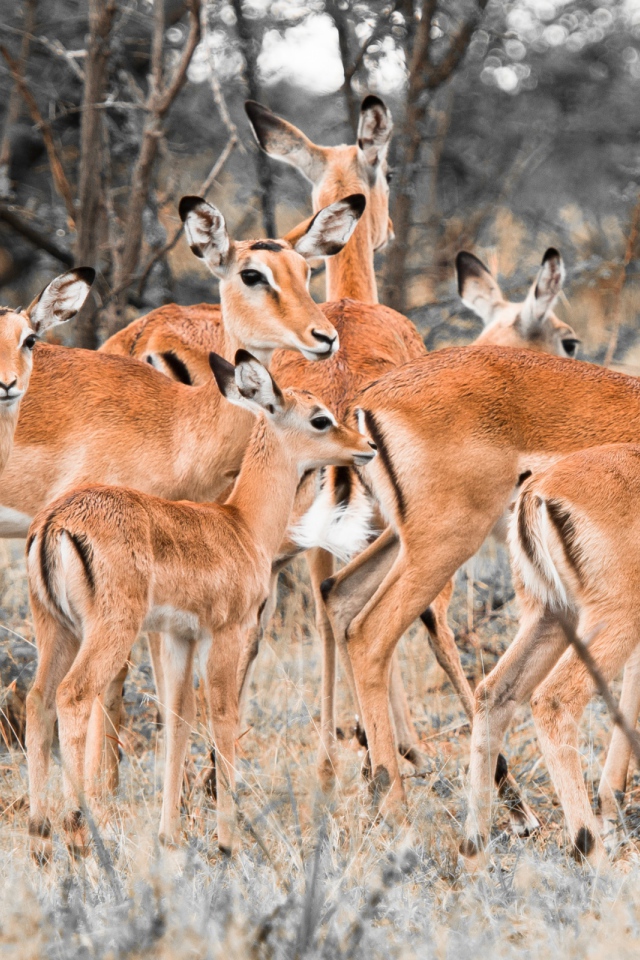 Стадо оленей