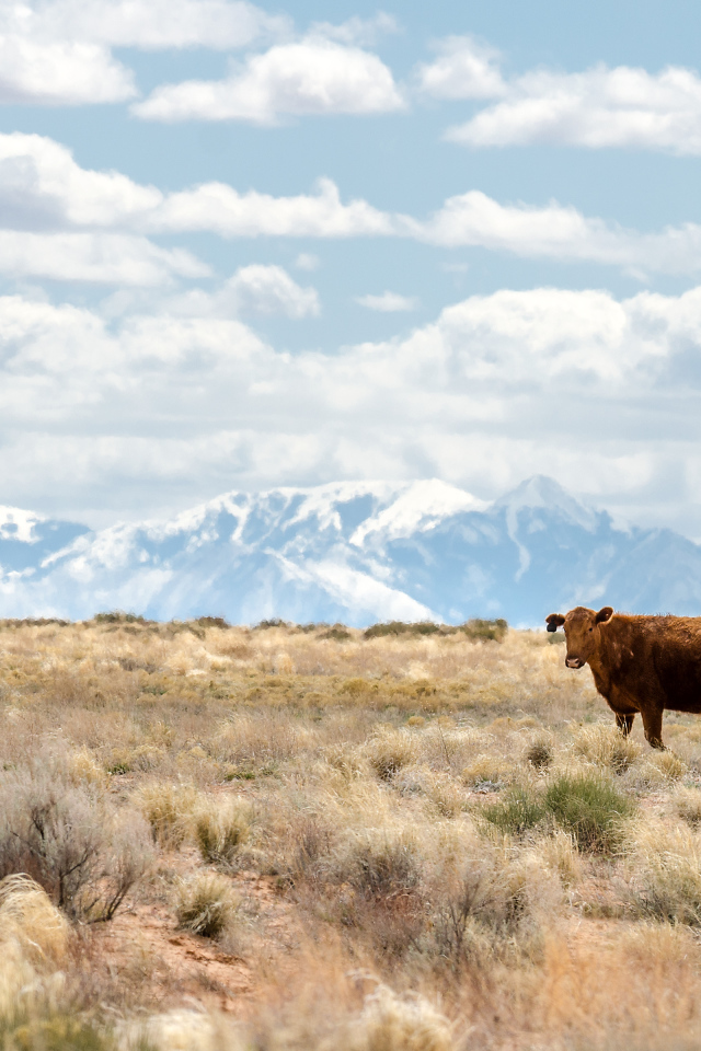 Одинокая корова на фоне гор