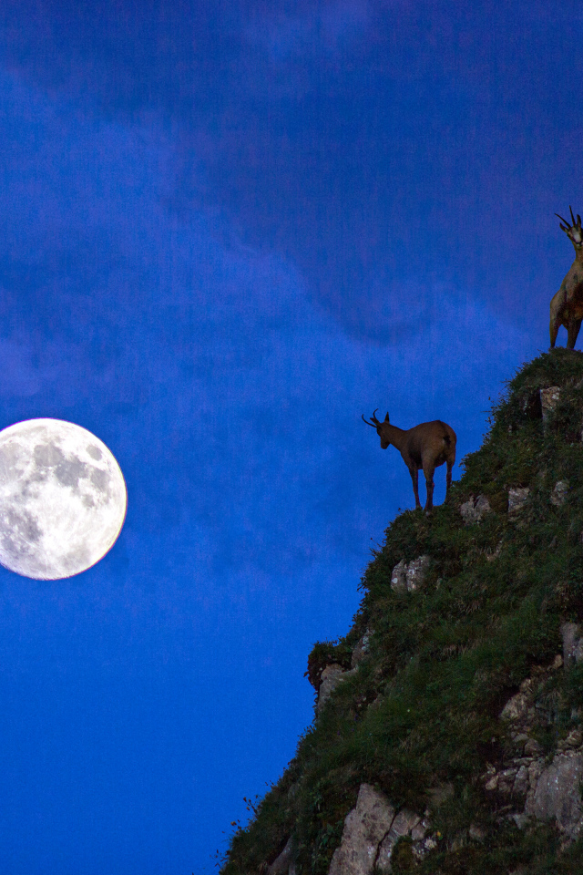 Горные козлы на фоне луны