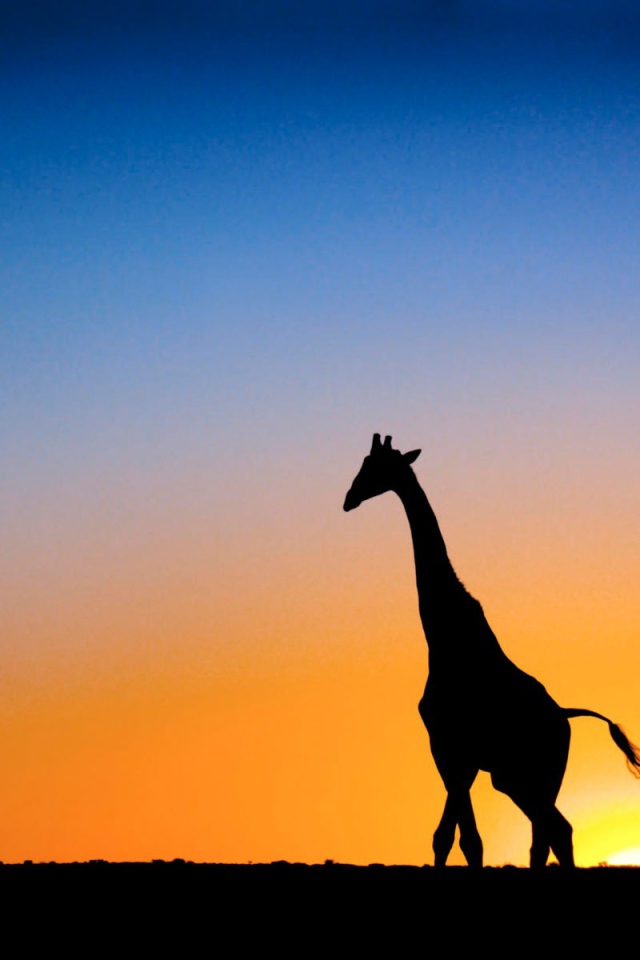 Жираф на закате в Ботсване