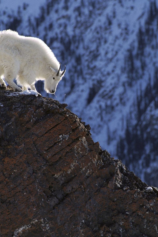 Белый козел в горах