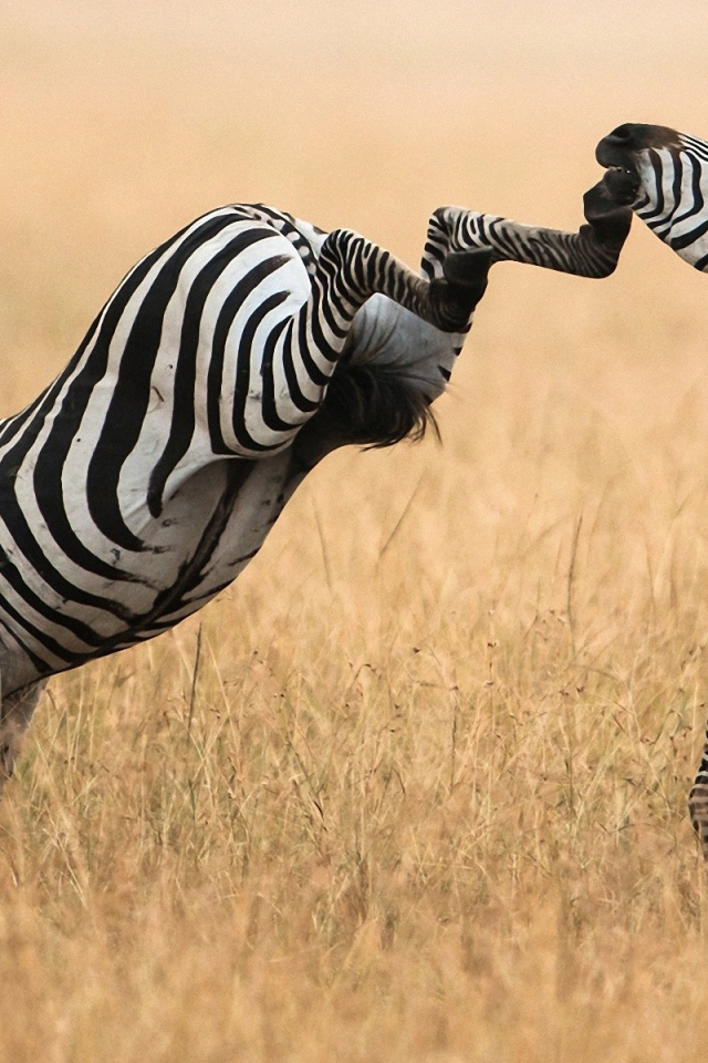 Зебра лягается