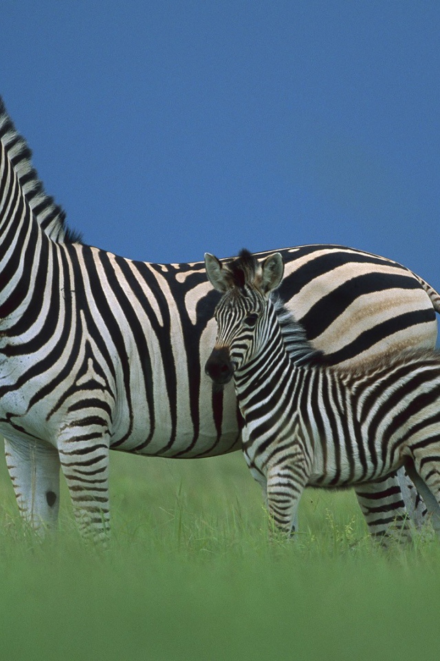 Зебра со своим детенышем