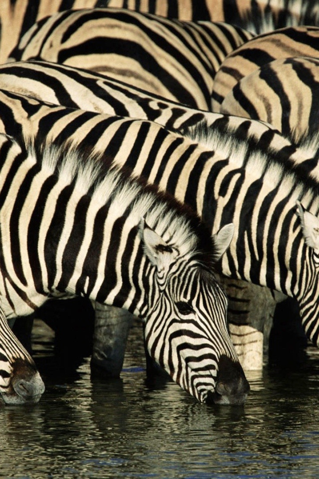 Зебры на водопое