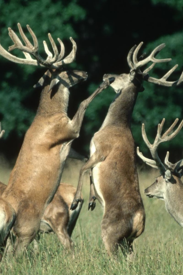 Битва оленей