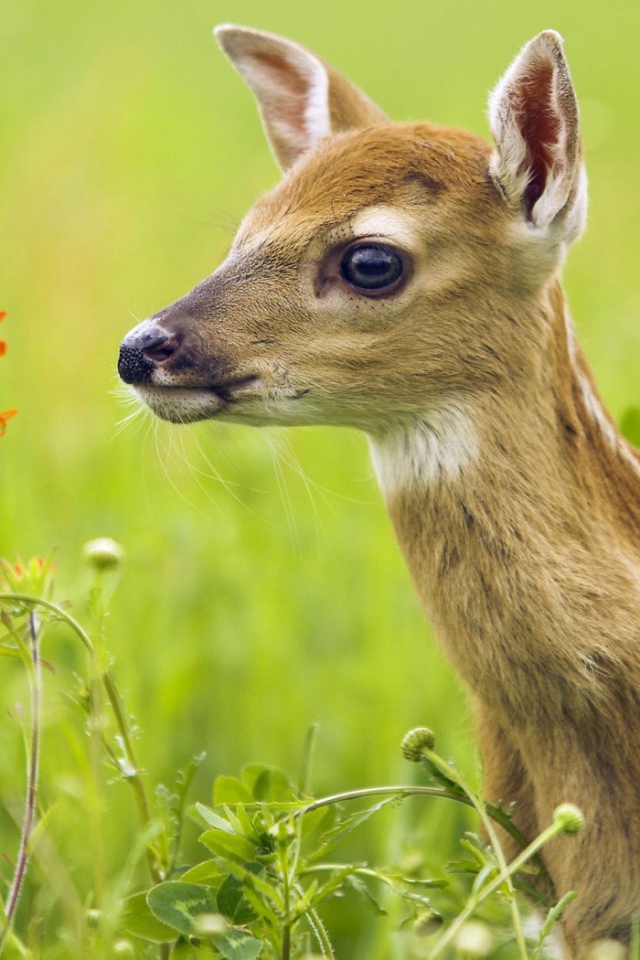Олененок в траве